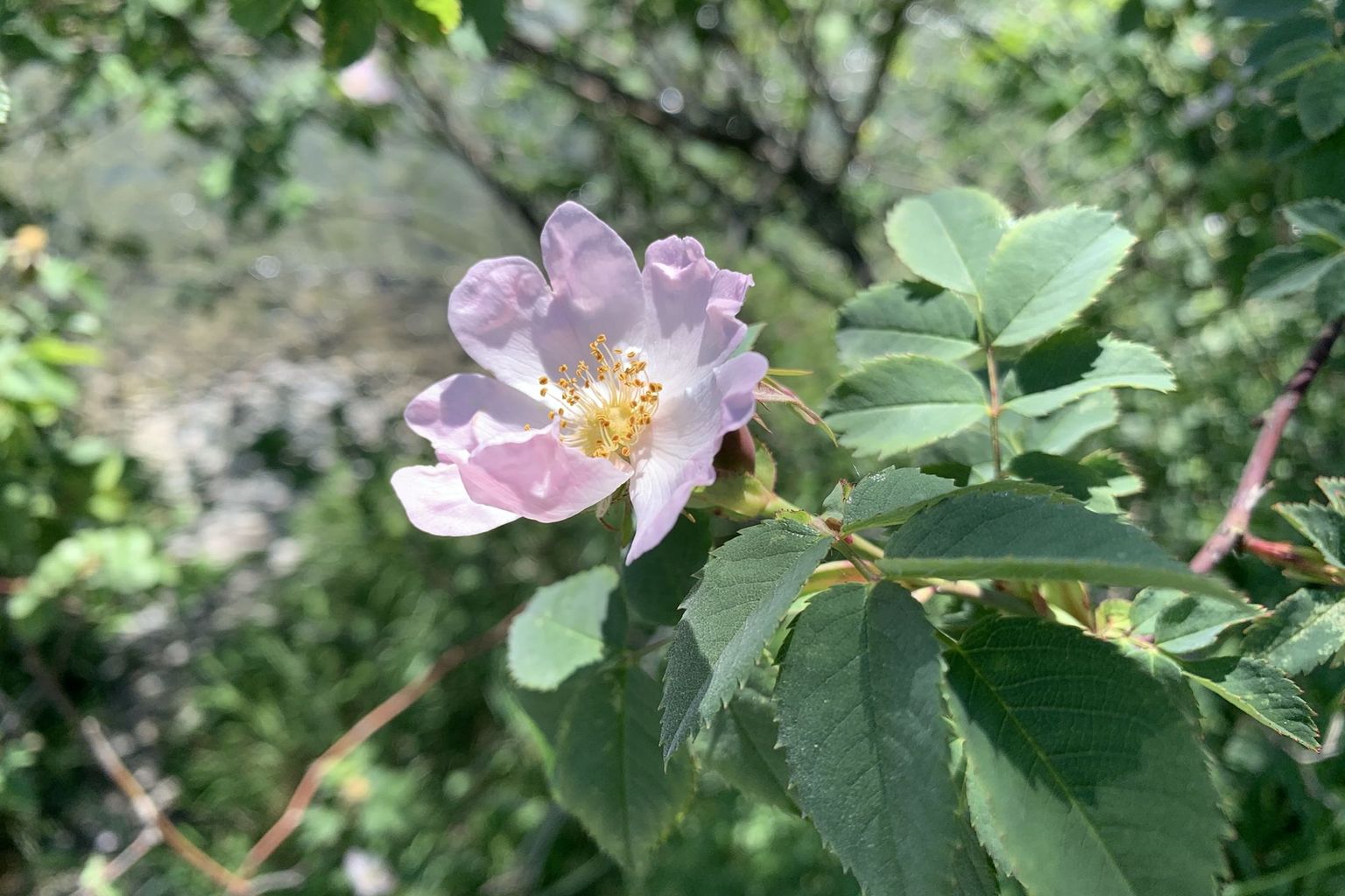 Ursula Vogel-Schwank. Sarneraa Kreuzstrasse Ursula Vogel-Schwank. Sarneraa Kreuzstrasse