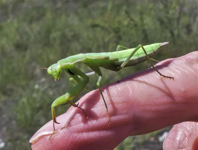 Gottesanbeterinnen gehören zu den "Big Five" der reichhaltigen Insektenwelt des Pfynwalds. Gottesanbeterinnen gehören zu den "Big Five" der reichhaltigen Insektenwelt des Pfynwalds.