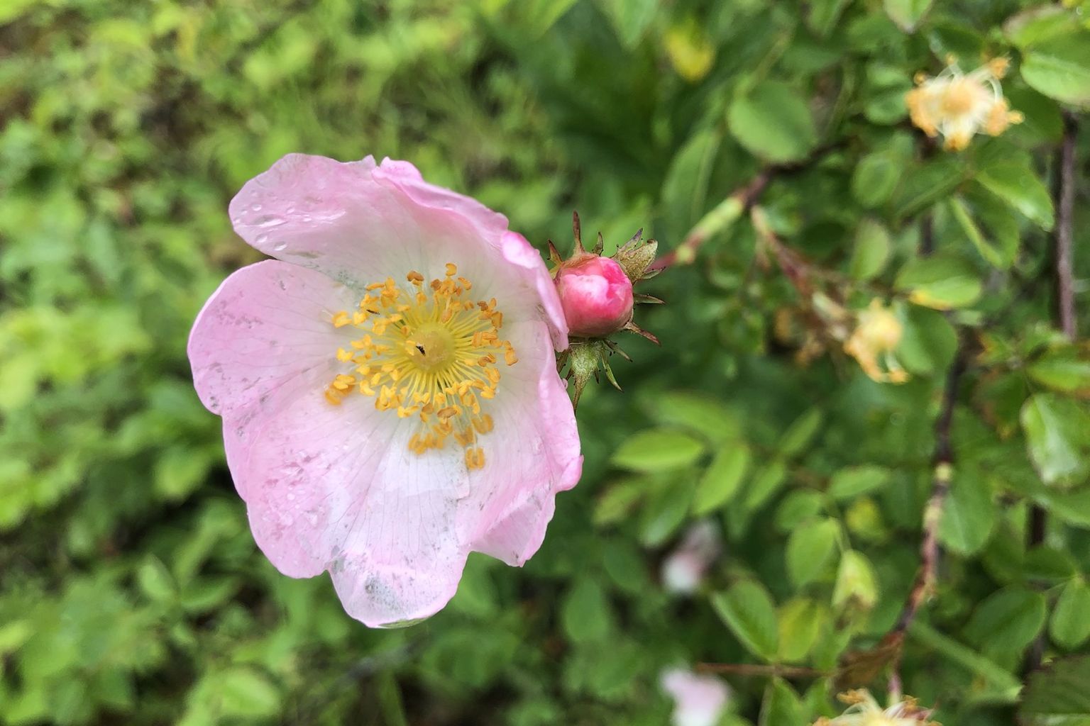 Eugen Gasser. Brünigstrasse, Lungern Eugen Gasser. Brünigstrasse, Lungern