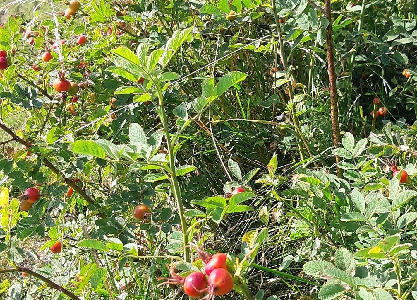 Hans Kneubühler. Aemsigenplangge Hans Kneubühler. Aemsigenplangge