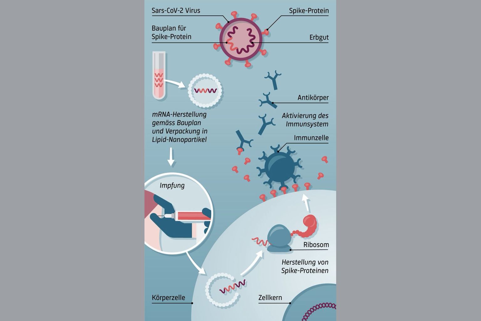 Wie mRNA-Impfstoffe funktionieren: Die Impfung gegen das Sars-CoV-2-Virus ist zurzeit das bekannteste Beispiel einer RNA-Technologie. Wie mRNA-Impfstoffe funktionieren: Die Impfung gegen das Sars-CoV-2-Virus ist zurzeit das bekannteste Beispiel einer RNA-Technologie.