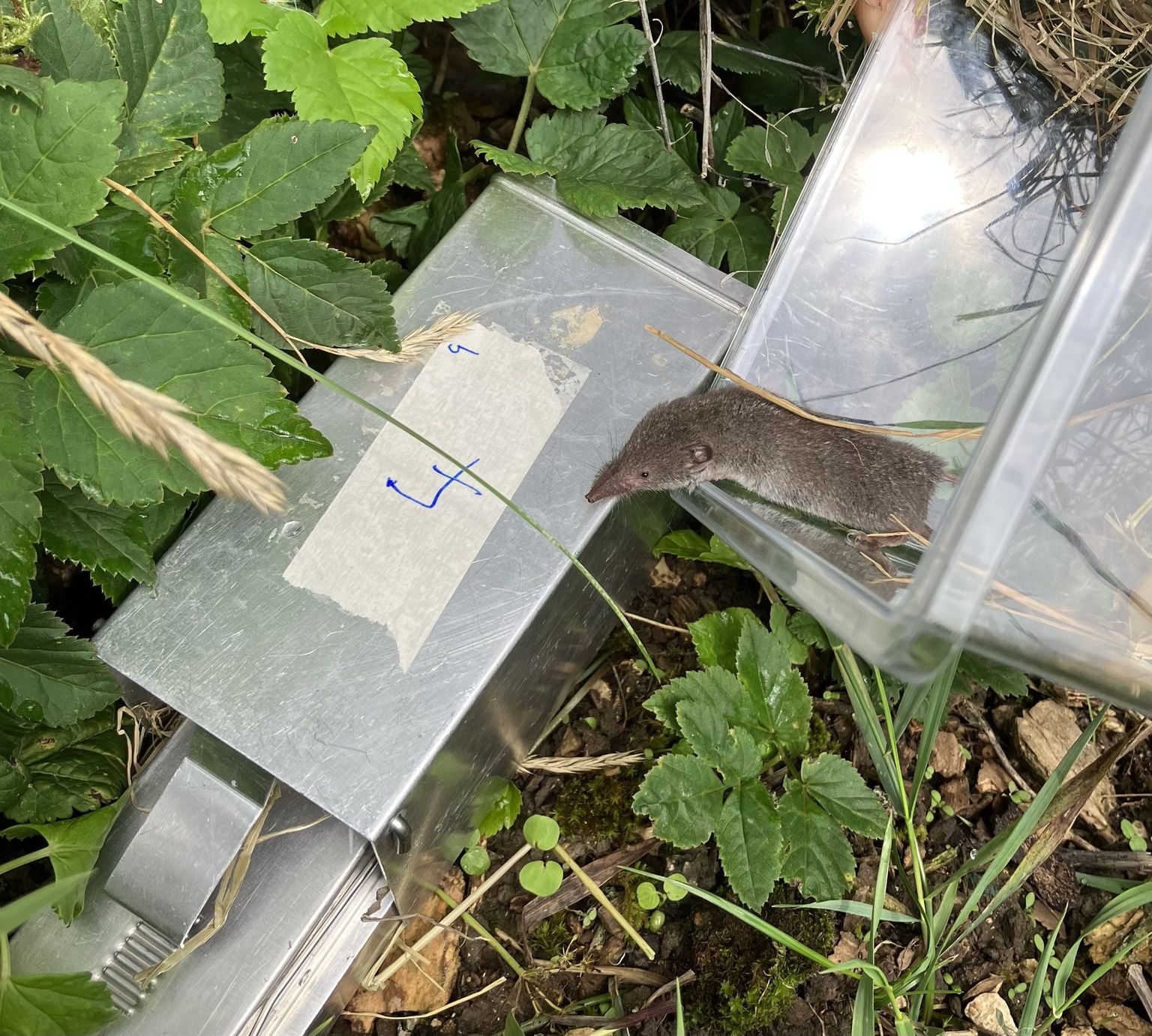 Kleinsäugercamp 2026 Kleinsäugercamp 2026