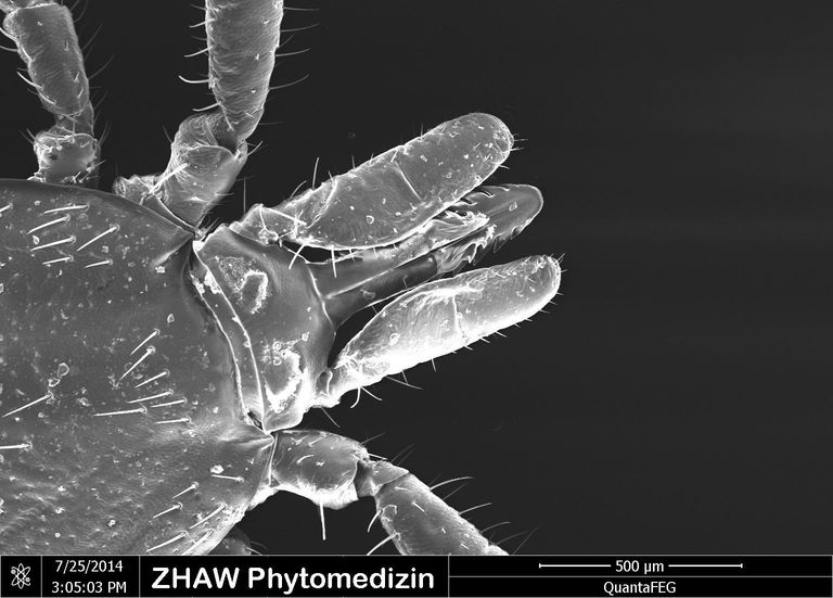 Zeckenkopf im Rasterelektronenmikroskop Zeckenkopf im Rasterelektronenmikroskop