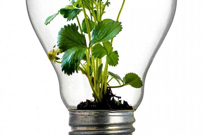 Pflanzenwissenschaften - Erdbeere in Glühbirne Pflanzenwissenschaften - Erdbeere in Glühbirne