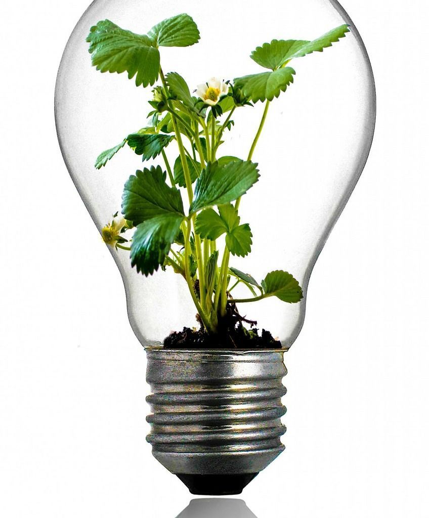 Pflanzenwissenschaften - Erdbeere in Glühbirne Pflanzenwissenschaften - Erdbeere in Glühbirne