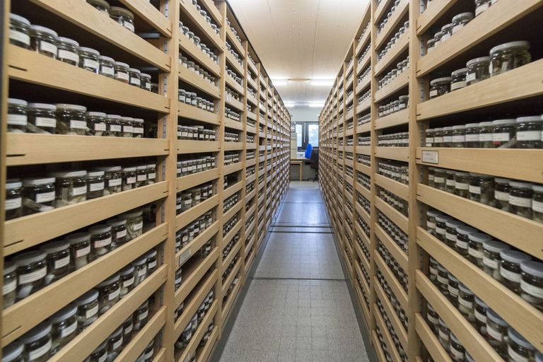 Philippe Wagneur / Muséum Genève Philippe Wagneur / Muséum Genève