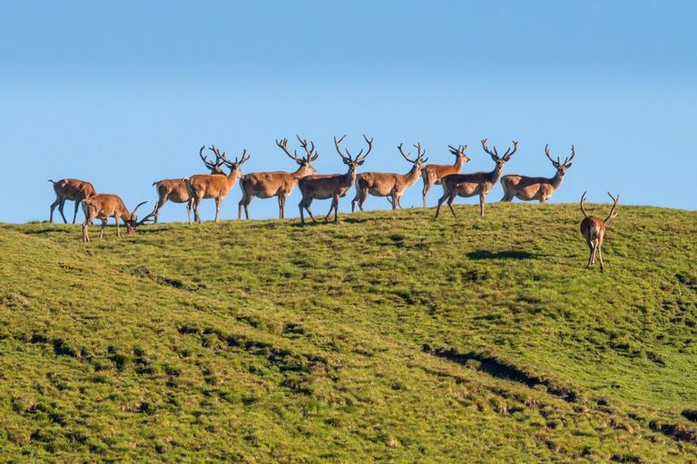 Teaser Was mögen die Hirsche Teaser Was mögen die Hirsche