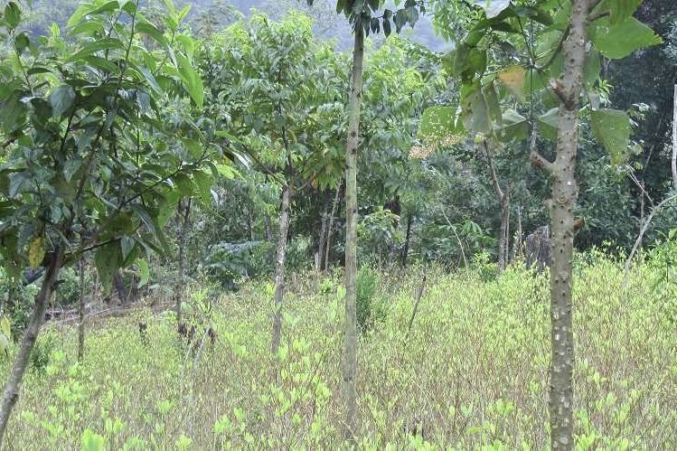 A coca plantation being converted into an agroforestry system. Yungas, Bolivia A coca plantation being converted into an agroforestry system. Yungas, Bolivia
