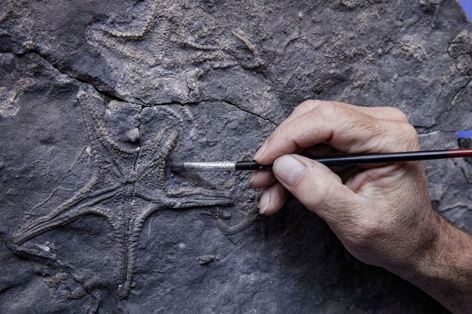 Fossilienpräparation Fossilienpräparation