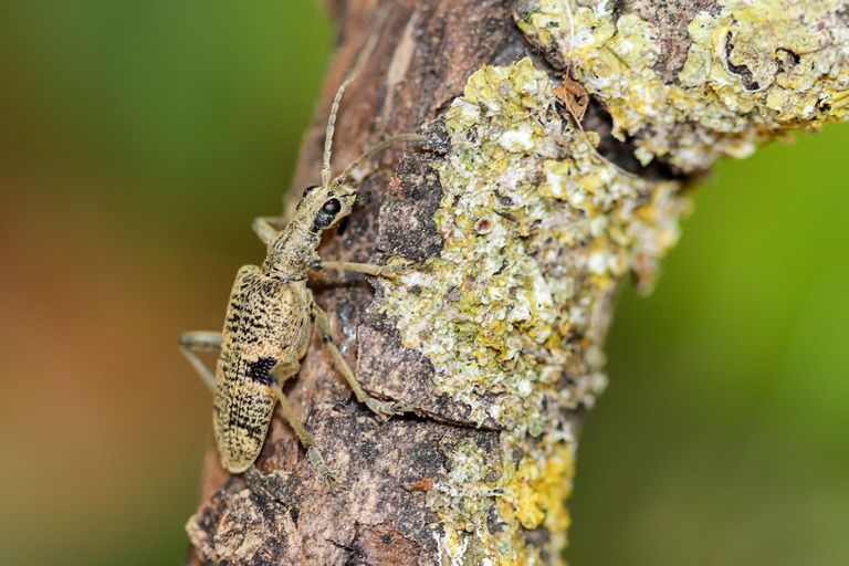 Rhagium mordax (Rhagie mordante) Rhagium mordax (Rhagie mordante)
