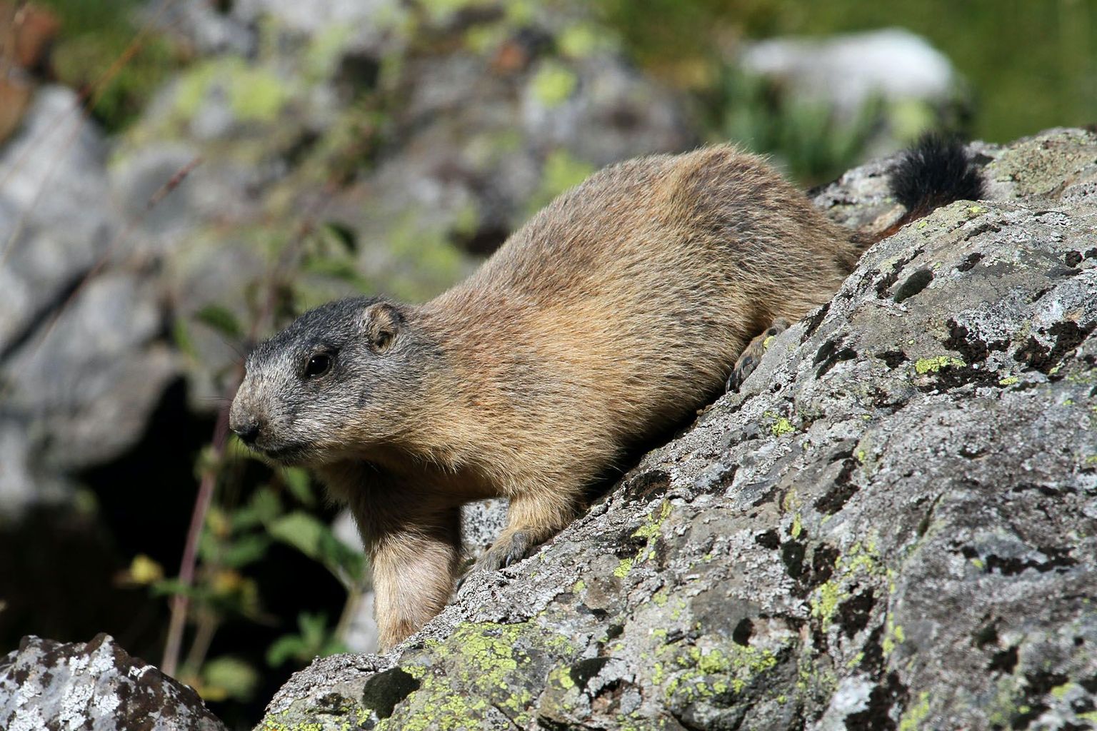 Alpenmurmeltier (Marmota marmota) Alpenmurmeltier (Marmota marmota)