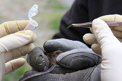 Entnahme eine5 Haarprobe bei Apodemus Entnahme eine5 Haarprobe bei Apodemus