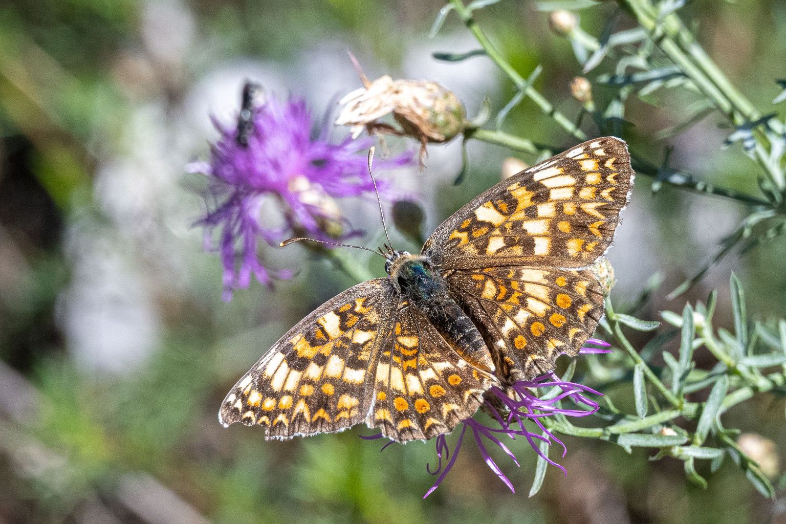 Pfynwald, Bild 04 Pfynwald, Bild 04