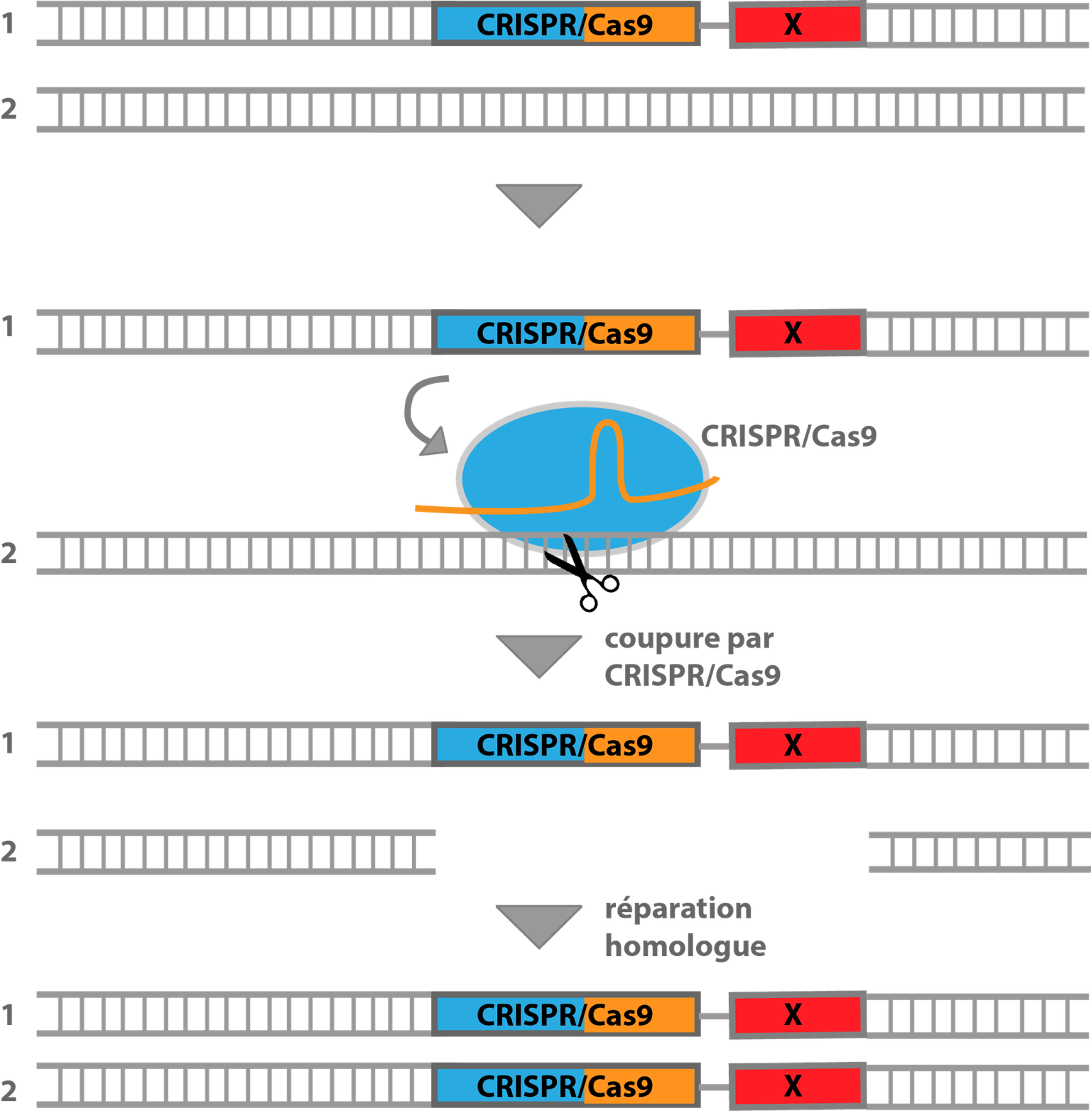 « Gene Drive » au moyen du système CRISPR/Cas9 (Figure: Forum Recherche génétique) « Gene Drive » au moyen du système CRISPR/Cas9 (Figure: Forum Recherche génétique)