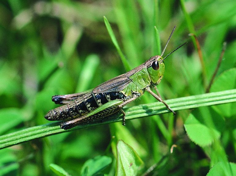 Pseudochorthippus parallelus (Weibchen) Pseudochorthippus parallelus (Weibchen)