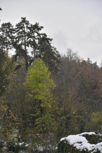 Neuchatel double leafing Neuchatel double leafing