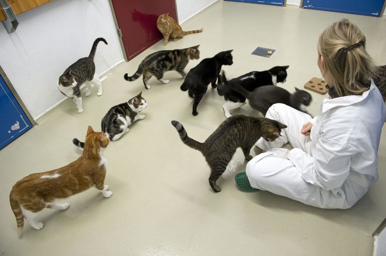 Chats de laboratoire Chats de laboratoire