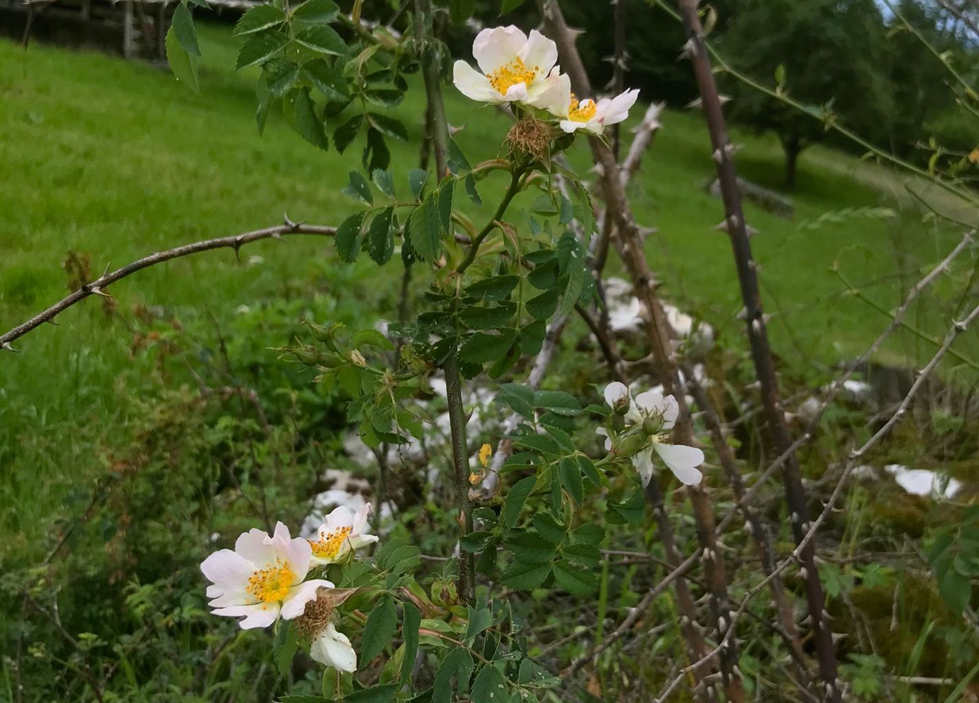 Monika Del Conte. St. Jakob, Ennetmoos Monika Del Conte. St. Jakob, Ennetmoos