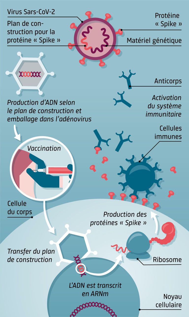 Vaccins à vecteur Vaccins à vecteur