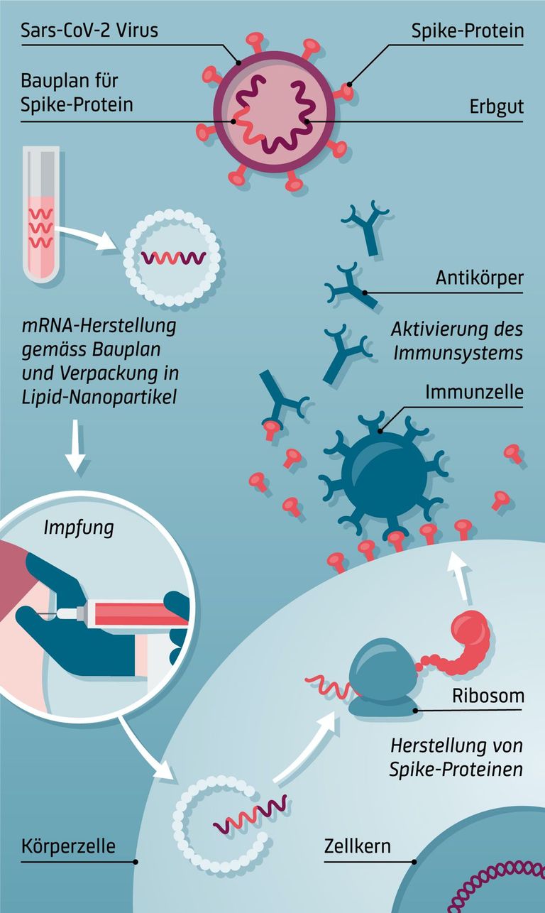 Vektorimpfstoffe Vektorimpfstoffe