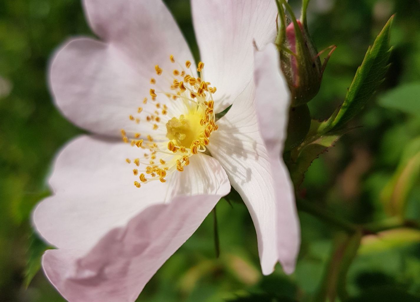 Regula Graf. Tierligarte, Wolfenschiessen Regula Graf. Tierligarte, Wolfenschiessen