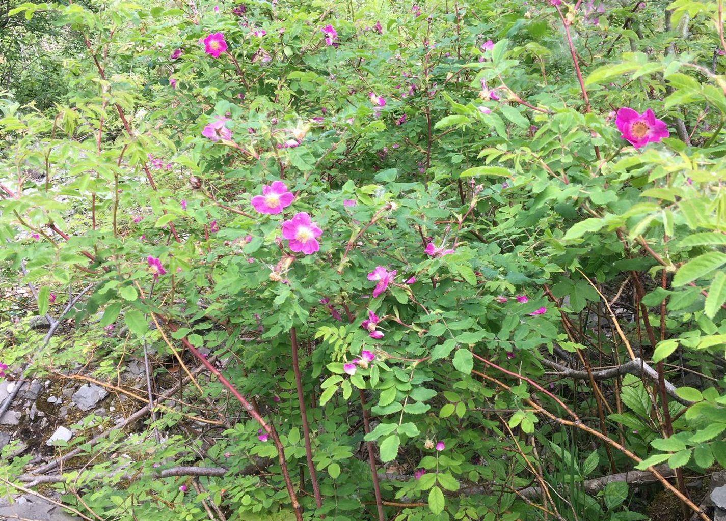 Stefanie Keiser. Choltal, Emmetten Stefanie Keiser. Choltal, Emmetten