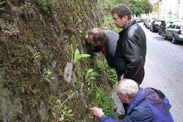 mur-treille.jpg mur-treille.jpg