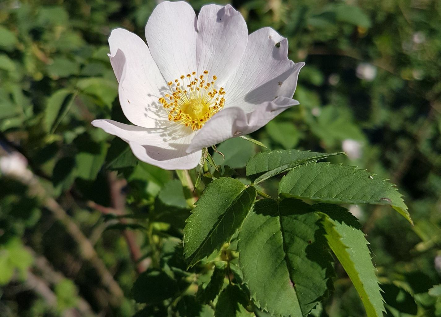 Silvia Limacher. Sarneraa Nähe Bahnhofstrasse Silvia Limacher. Sarneraa Nähe Bahnhofstrasse