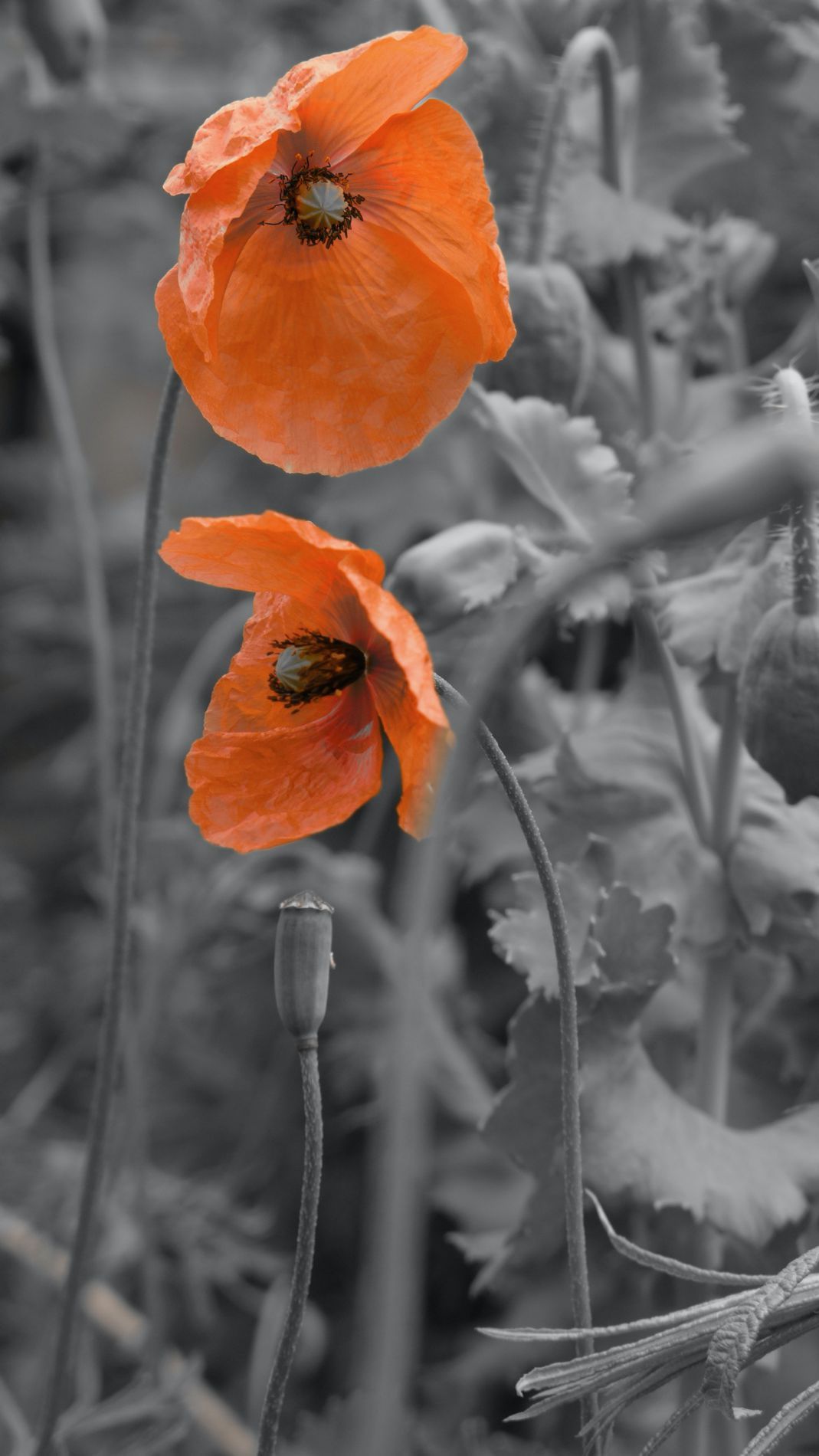 Floreninventar s/w und rot Floreninventar s/w und rot