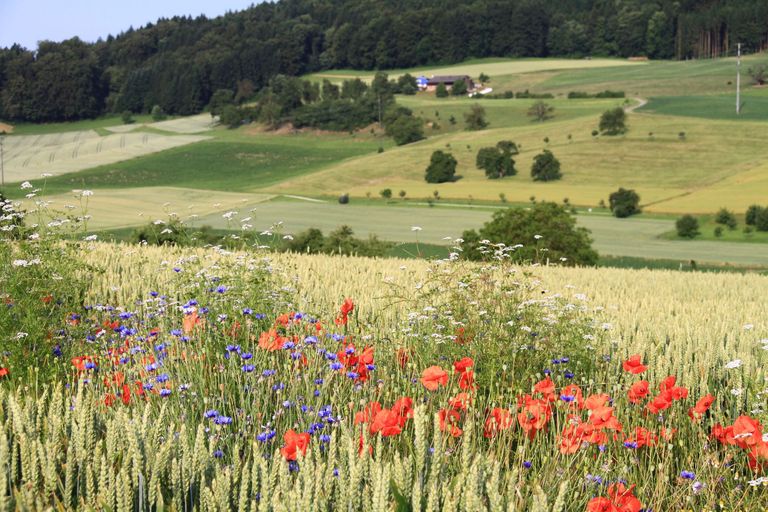 Blühstreifen, Foto Matthias Tschumi Blühstreifen, Foto Matthias Tschumi