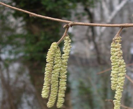 Hasel Kätzchen Hasel Kätzchen