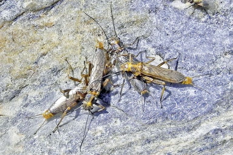 Dictyogenus nadigi, Santa Caterina Valfurva Dictyogenus nadigi, Santa Caterina Valfurva