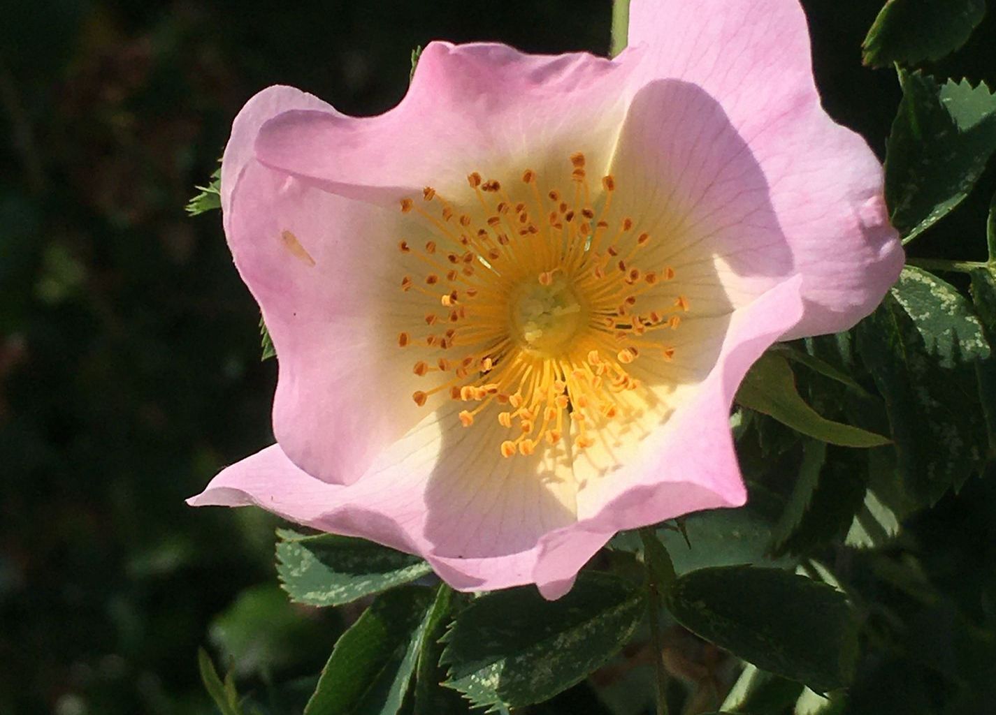 Heinz Buholzer. Wilen Heinz Buholzer. Wilen