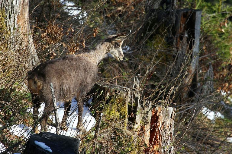 Waldgämse Waldgämse