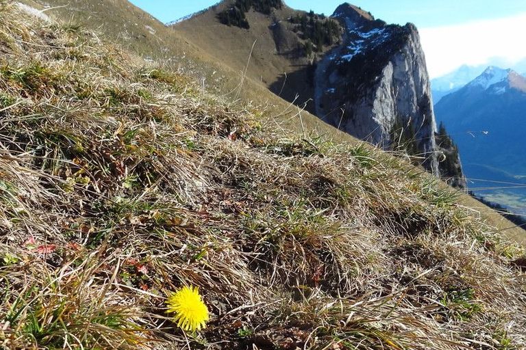 Blume am Stockhorn im November 2014 Blume am Stockhorn im November 2014