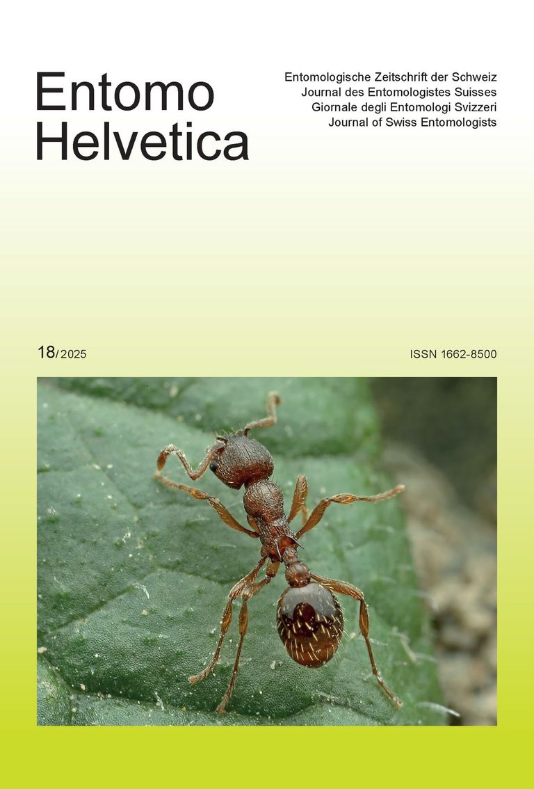 Entomo Helvetica 18 / 2025 - Ouvrière de la fourmi Myrmica curvithorax Entomo Helvetica 18 / 2025 - Ouvrière de la fourmi Myrmica curvithorax