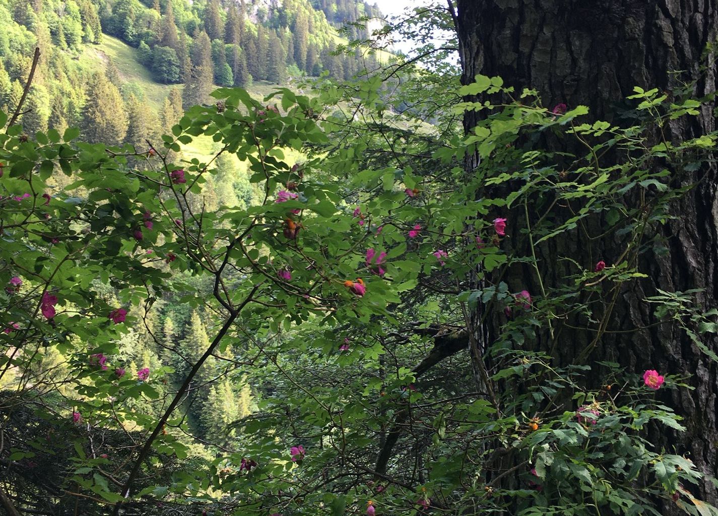 Franz Enderli. Stepfen, Melchtal Franz Enderli. Stepfen, Melchtal