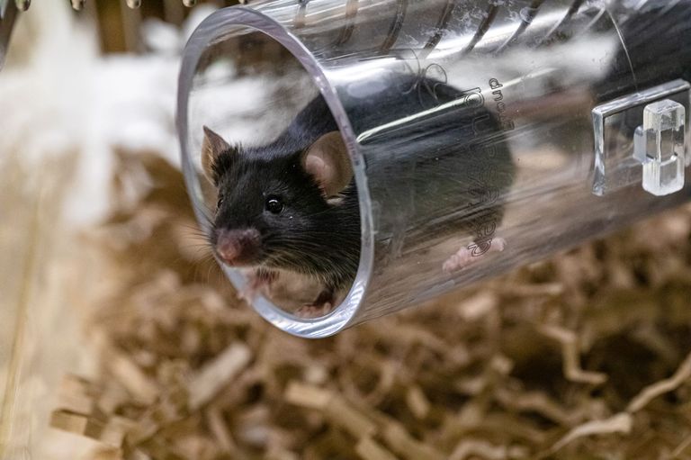 Tunnelhandling Tunnelhandling