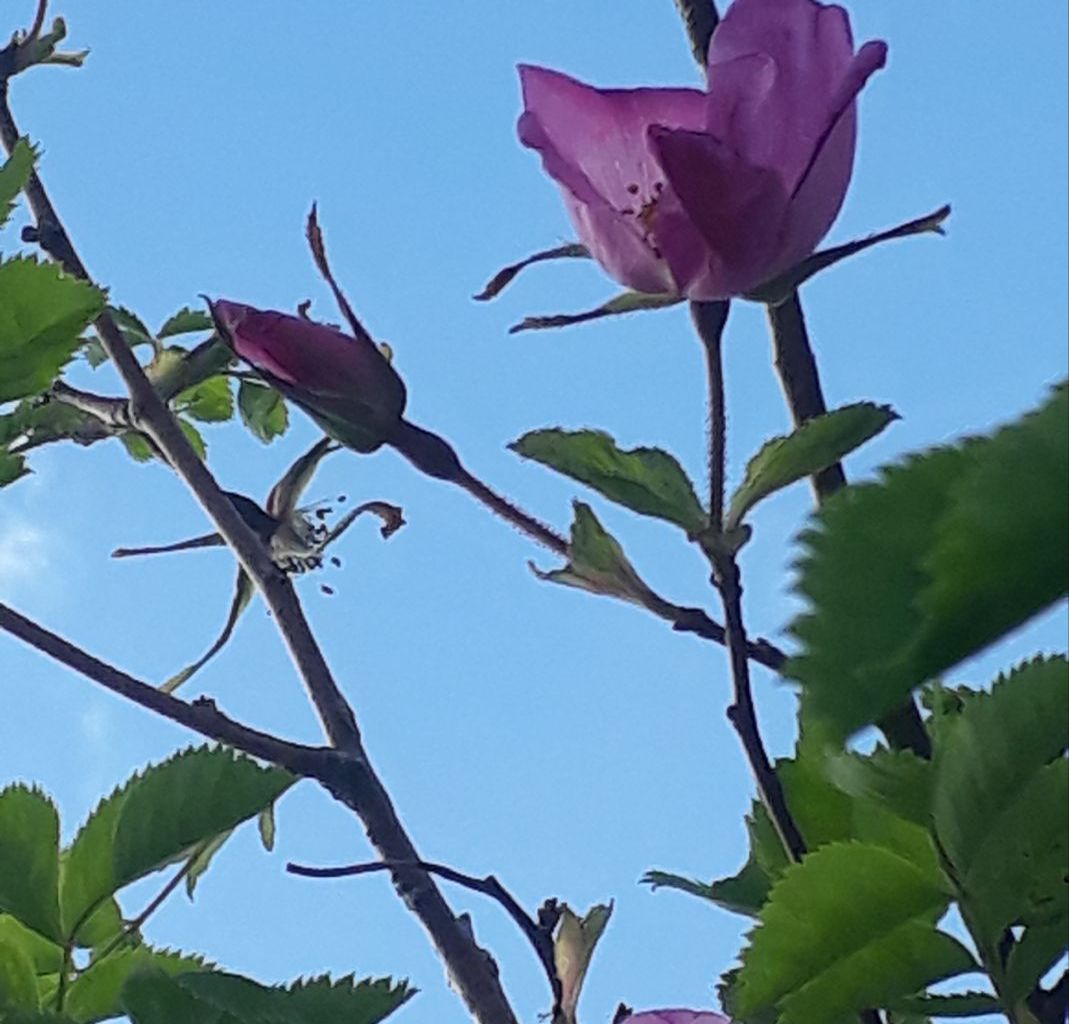Luzia Odermatt. Trüebsee, Wolfenschiessen Luzia Odermatt. Trüebsee, Wolfenschiessen