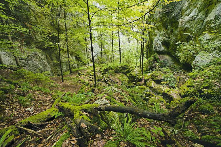 Wolfsschlucht Wolfsschlucht