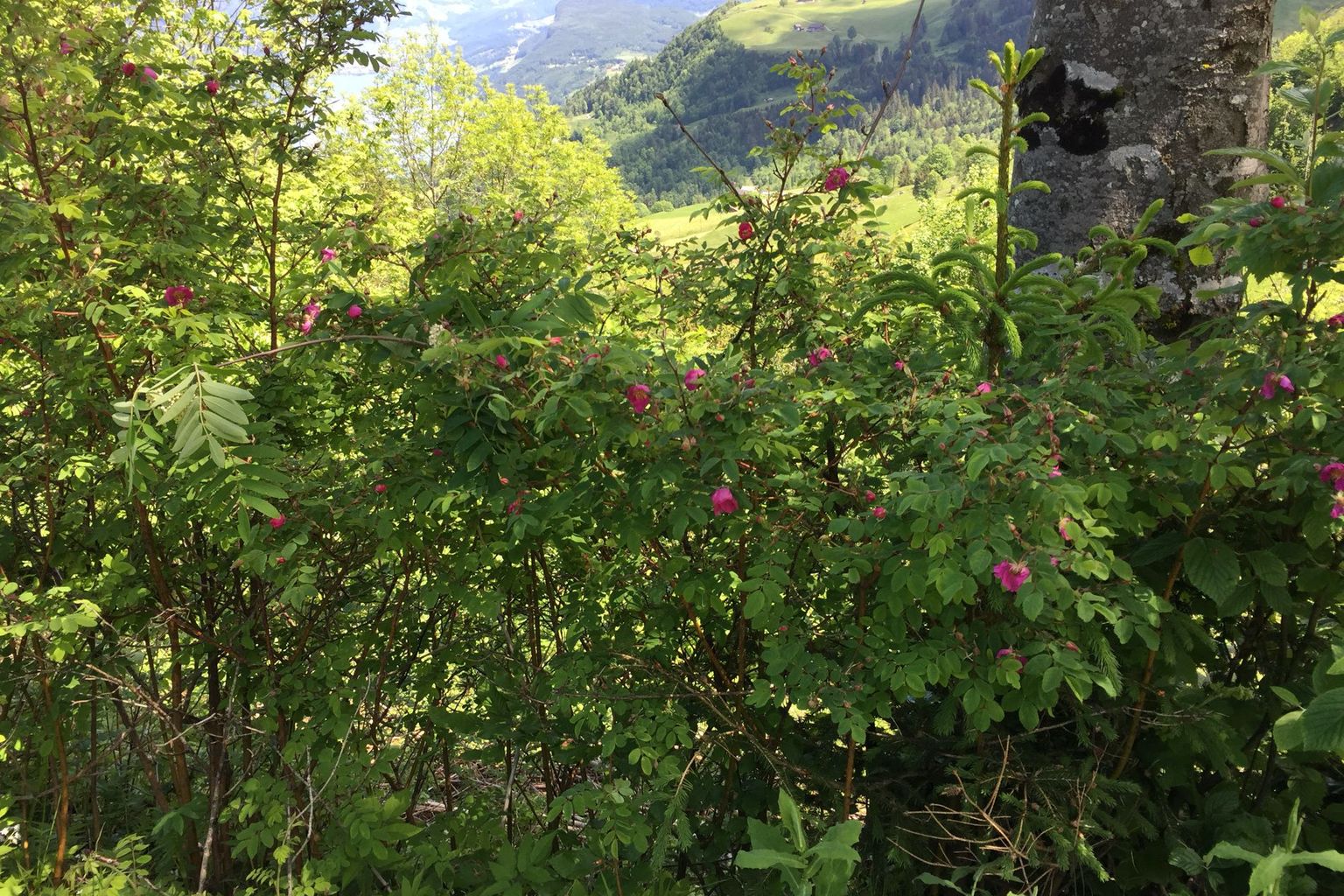 Verena Felber. Verena Felber.