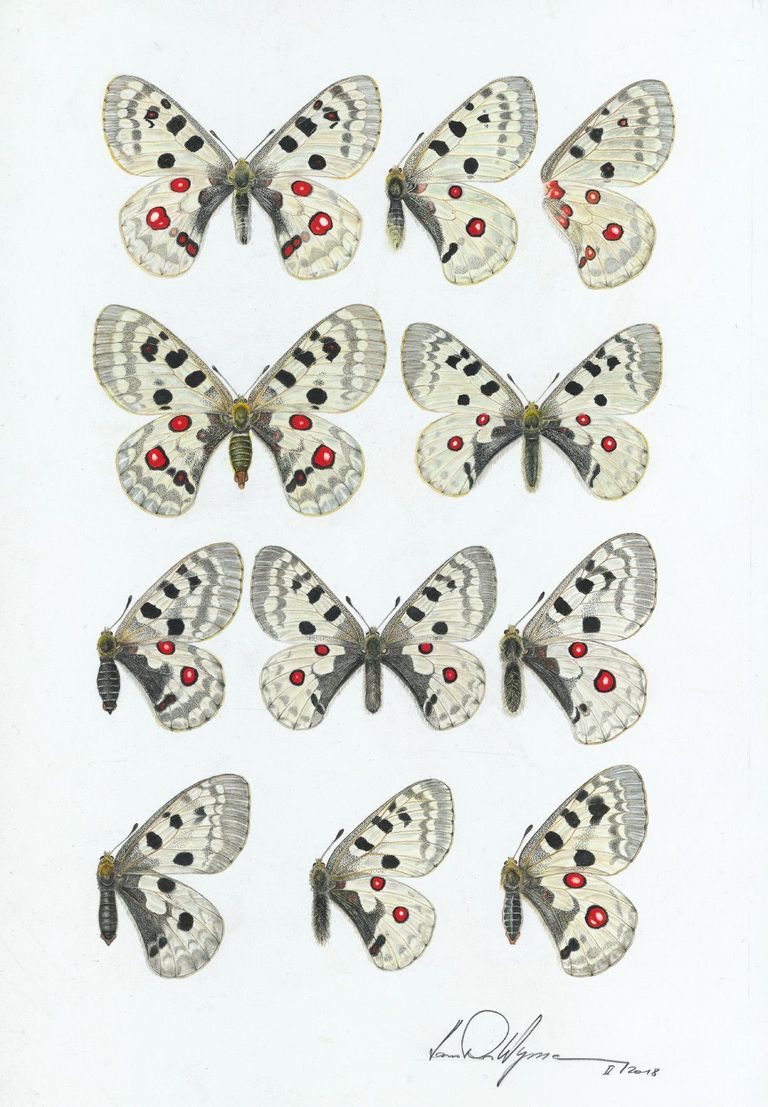 Apollo Tafel (Hans-Peter Wymann) Apollo Tafel (Hans-Peter Wymann)