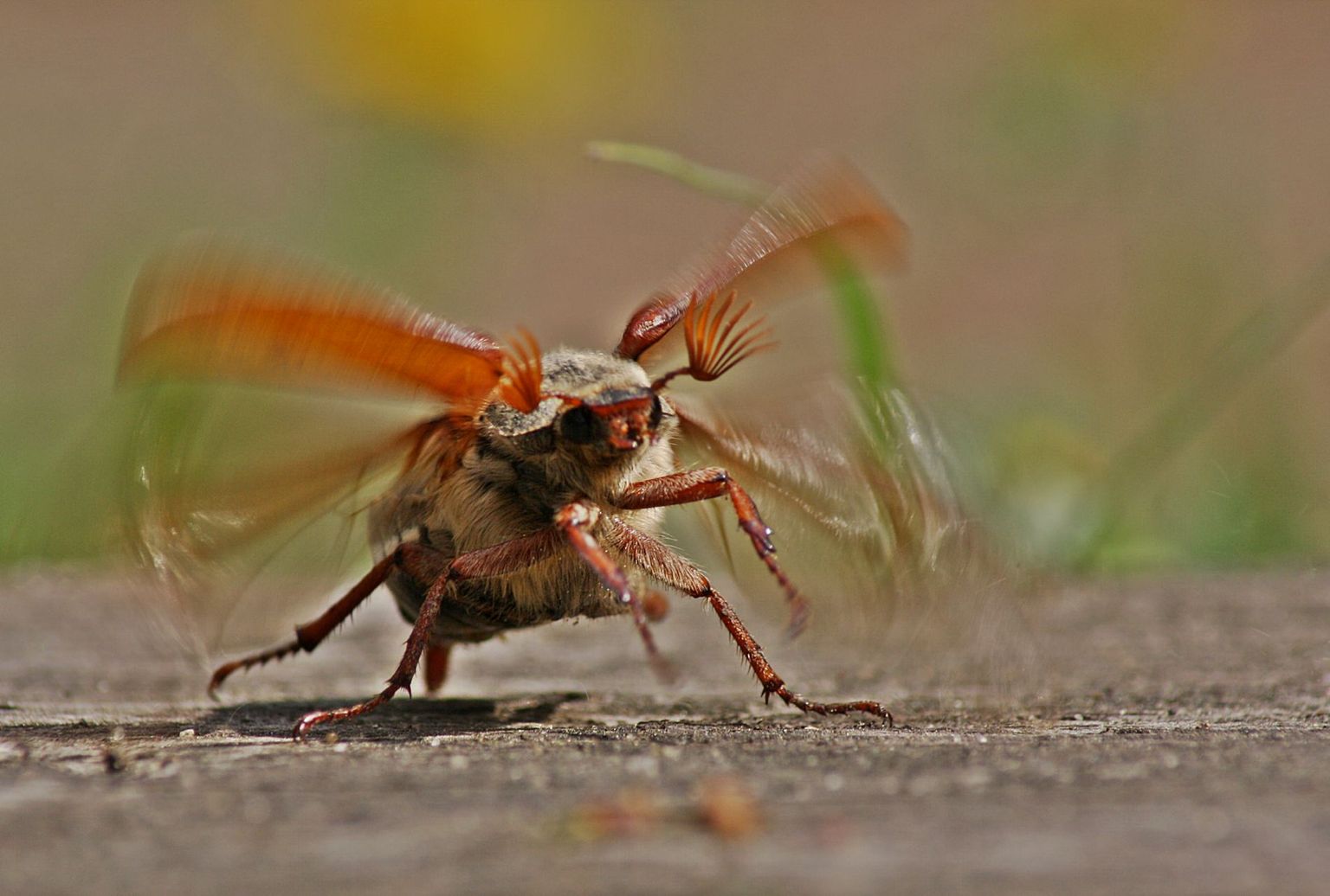 Maybug taking off Maybug taking off