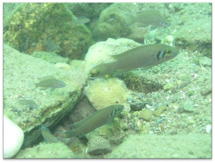 Tanganyikasee-Buntbarsche Tanganyikasee-Buntbarsche