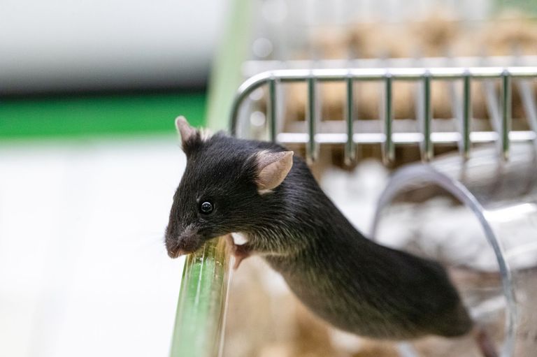 Tierversuch Maus Tierversuch Maus