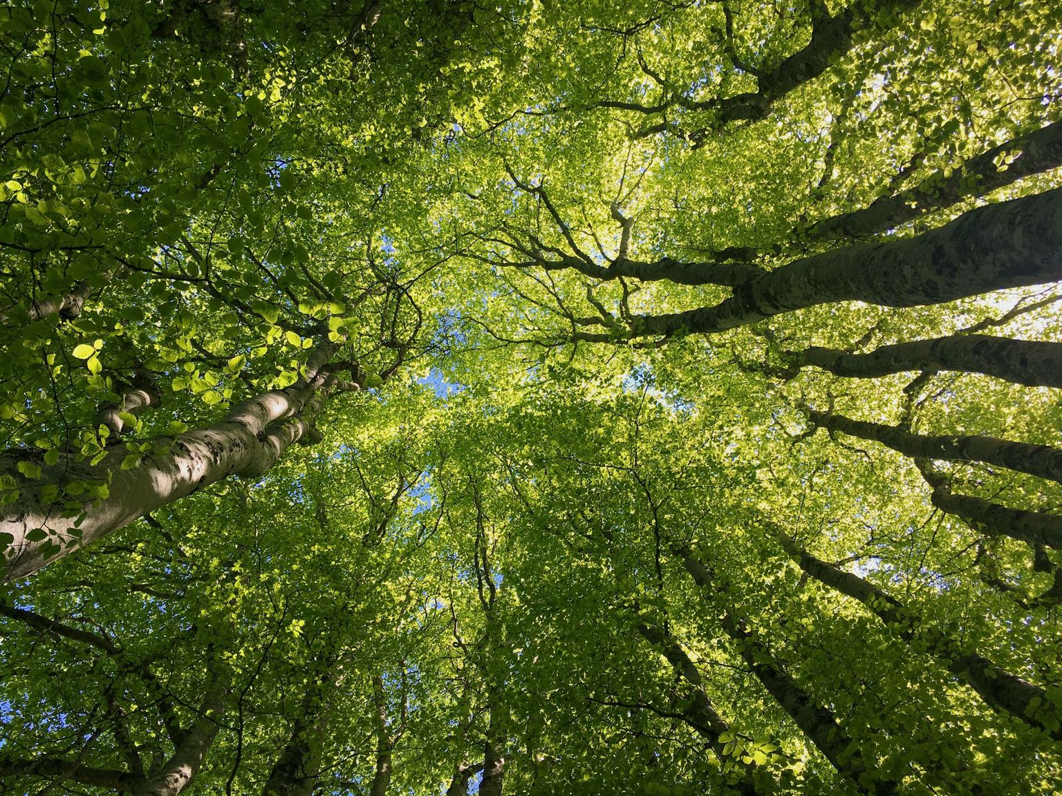 Baumwipfel Baumwipfel