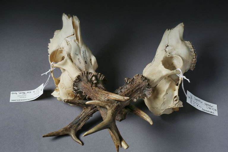 Sammlungen/Hörner Sammlungen/Hörner