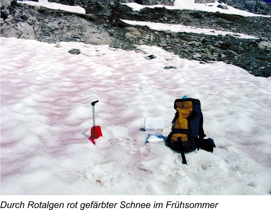 Rotalgen und Schnee Rotalgen und Schnee