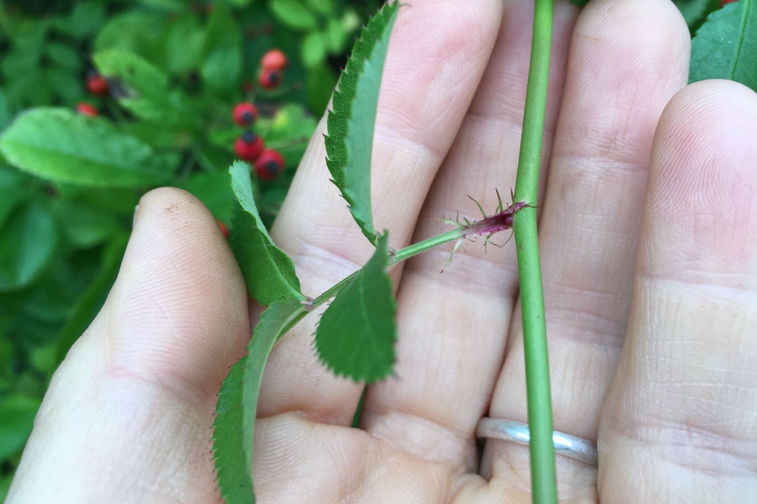 Fransige Nebenblättchen von Rosa multiflora Fransige Nebenblättchen von Rosa multiflora