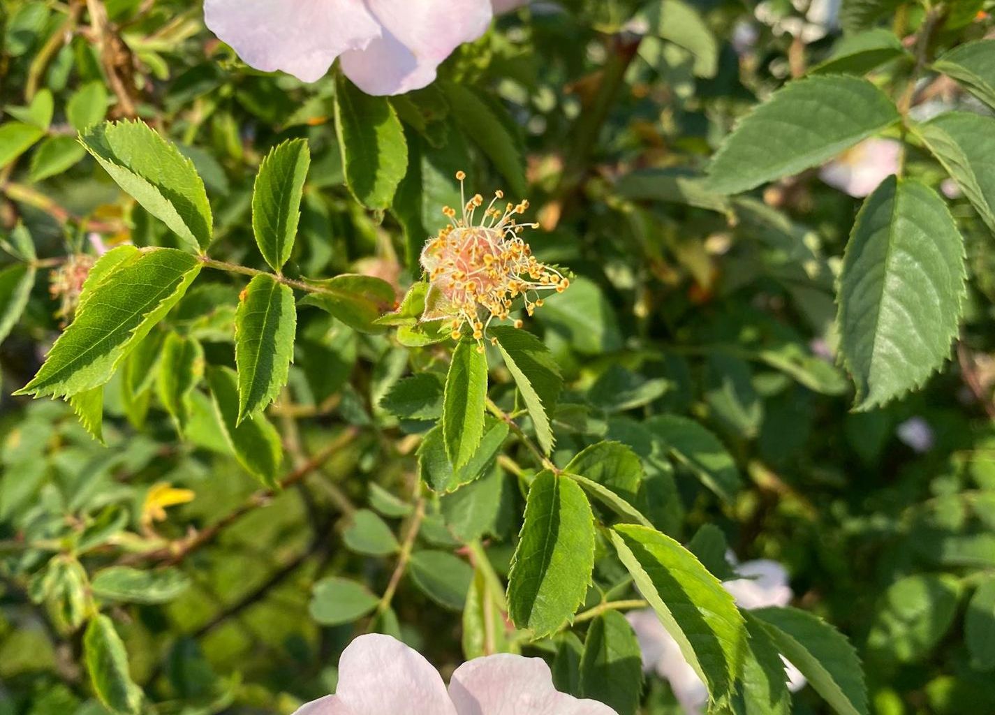 Prisca Odermatt. Am See, Buochs Prisca Odermatt. Am See, Buochs